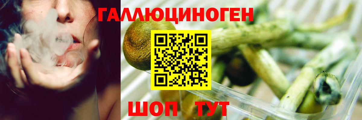 Псилоцибиновые грибы Psilocybine cubensis Абакан